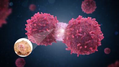 Ratas topo claves para el tratamiento del cáncer