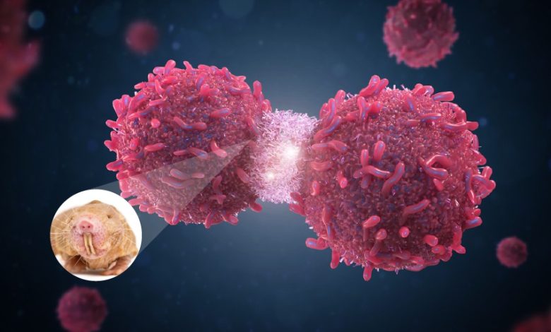 Ratas topo claves para el tratamiento del cáncer